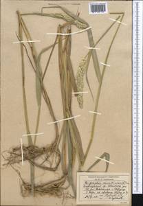 Двукисточник тростниковидный L., Средняя Азия и Казахстан, Северный и Центральный Тянь-Шань (M4) (Киргизия)