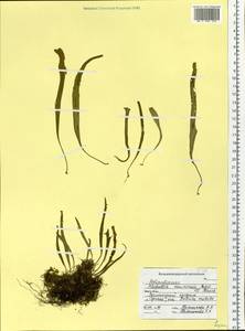 Лепизорус уссурийский (Regel & Mack.) Ching, Сибирь, Дальний Восток (S6) (Россия)