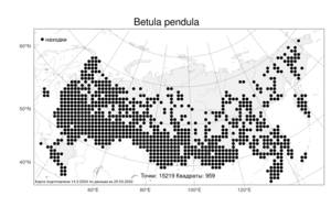 Betula pendula, Береза повислая, Береза бородавчатая Roth, Атлас флоры России (FLORUS) (Россия)