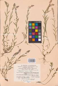 Истод хохлатый Schkuhr, Восточная Европа, Центральный район (E4) (Россия)