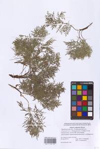 Горицвет волжский, Адонис волжский DC., Восточная Европа, Восточный район (E10) (Россия)