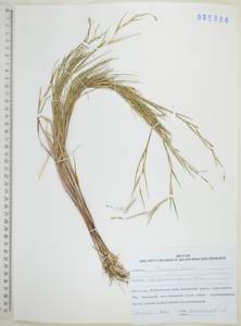 Cleistogenes hancei Keng, Сибирь, Дальний Восток (S6) (Россия)