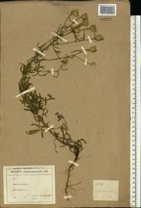 Centaurea stoebe subsp. stoebe, Восточная Европа, Северо-Украинский район (E11) (Украина)