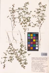 Лядвенец узкий L., Восточная Европа, Нижневолжский район (E9) (Россия)