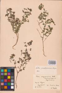 Лядвенец узкий L., Восточная Европа, Нижневолжский район (E9) (Россия)