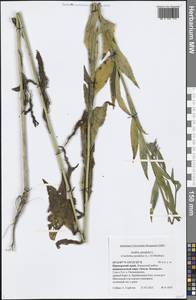 Catolobus pendulus (L.) Al-Shehbaz, Сибирь, Дальний Восток (S6) (Россия)