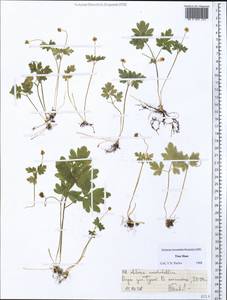 Адокса мускусная L., Средняя Азия и Казахстан, Северный и Центральный Тянь-Шань (M4) (Киргизия)