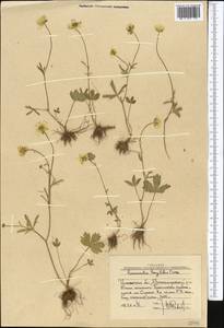 Ranunculus longilobus Ovcz., Средняя Азия и Казахстан, Западный Тянь-Шань и Каратау (M3) (Узбекистан)