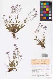 MHA 0 153 018, Незабудка альпийская F.W.Schmidt, Сибирь, Западная Сибирь (S1) (Россия)