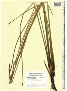 Болотница болотная, Болотница обыкновенная (L.) Roem. & Schult., Крым (KRYM) (Россия)