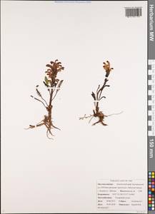 Мытник Эдера Vahl, Сибирь, Чукотка и Камчатка (S7) (Россия)