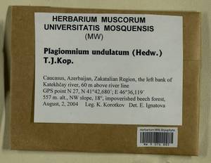 Plagiomnium undulatum (Hedw.) T.J. Kop., Гербарий мохообразных, Мхи - Закавказье (B13) (Азербайджан)