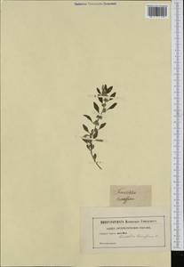 Forsskaolea tenacissima L., Африка (AFR) (Неизвестно)