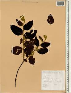 Grewia eriocarpa Juss., Зарубежная Азия (ASIA) (Таиланд)