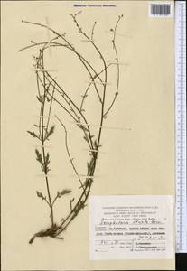 Scrophularia striata Boiss., Средняя Азия и Казахстан, Памир и Памиро-Алай (M2) (Туркмения)