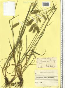 Житняк гребенчатый (L.) Gaertn., Восточная Европа, Северо-Украинский район (E11) (Украина)