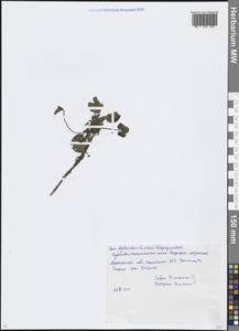 Водокрас обыкновенный, Водокрас лягушачий L., Восточная Европа, Московская область и Москва (E4a) (Россия)