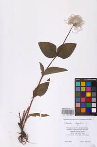 Ломонос цельнолистный L., Восточная Европа, Центральный лесостепной район (E6) (Россия)