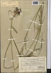 Овсянница тростниковая Schreb. , nom. cons., Средняя Азия и Казахстан, Северный и Центральный Тянь-Шань (M4) (Казахстан)