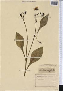 Cistanthe grandiflora (Lindl.) Schltdl., Америка (AMER) (Неизвестно)