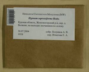 Hypnum cupressiforme Hedw., Гербарий мохообразных, Мхи - Центральное Черноземье (B10) (Россия)