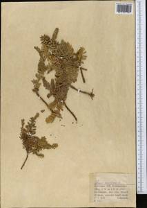 Lysimachia maritima (L.) Galasso, Banfi & Soldano, Средняя Азия и Казахстан, Северный и Центральный Казахстан (M10) (Казахстан)