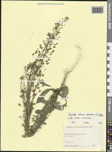 Пастушья сумка обыкновенная (L.) Medik., Кавказ, Дагестан (K2) (Россия)