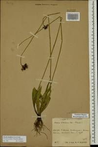Pilosella densiflora subsp. densiflora, Восточная Европа, Центральный район (E4) (Россия)