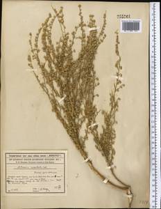 Полынь мясистая Ledeb., Средняя Азия и Казахстан, Сырдарьинские пустыни и Кызылкумы (M7) (Казахстан)