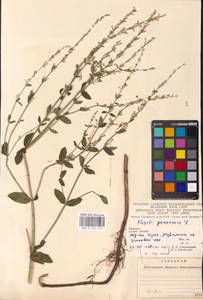 MHA 0 155 660, Котовник голый, Восточная Европа, Западно-Украинский район (E13) (Украина)