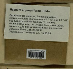 Hypnum cupressiforme Hedw., Гербарий мохообразных, Мхи - Украина и Молдавия (B3) (Украина)
