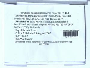 Herbertus dicranus (Taylor) Trevis., Гербарий мохообразных, Мхи - Дальний Восток (без Чукотки и Камчатки) (B20) (Россия)