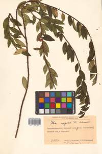 Падуб морщинистый F.Schmidt, Сибирь, Дальний Восток (S6) (Россия)