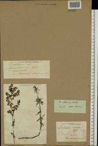 Подмаренник русский Willd., Восточная Европа, Средневолжский район (E8) (Россия)