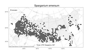 Sparganium emersum, Ежеголовник всплывающий, Ежеголовник всплывший Rehmann, Атлас флоры России (FLORUS) (Россия)
