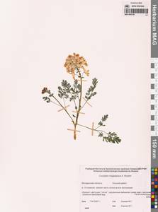 Хохлатка магаданская A.P.Khokhr., Сибирь, Чукотка и Камчатка (S7) (Россия)