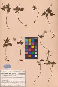 Ветреница алтайская Fisch. ex C.A.Mey., Восточная Европа, Восточный район (E10) (Россия)