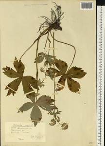 Астранция большая L., Восточная Европа, Западно-Украинский район (E13) (Украина)