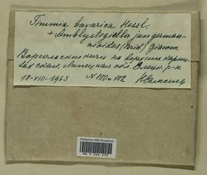 Platydictya jungermannioides (Brid.) H.A. Crum, Гербарий мохообразных, Мхи - Центральное Черноземье (B10) (Россия)