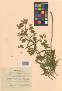 Молочай лозный, Молочай прутьевидный Waldst. & Kit., Сибирь, Дальний Восток (S6) (Россия)