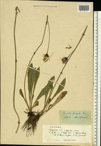 Leontodon hispidus subsp. danubialis (Jacq.) Simonk., Восточная Европа, Центральный район (E4) (Россия)