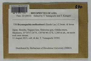 Bryonoguchia molkenboeri (Sande Lac.) Z. Iwats. & Inoue, Гербарий мохообразных, Мхи - Азия (вне границ бывшего СССР) (BAs) (Япония)