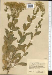 Клоповник крупковидный L., Средняя Азия и Казахстан, Западный Тянь-Шань и Каратау (M3) (Узбекистан)