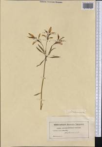 Alstroemeria, Америка (AMER) (Неизвестно)