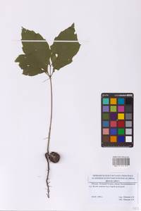 Дуб красный L., Восточная Европа, Московская область и Москва (E4a) (Россия)