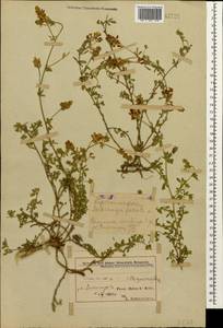 Люцерна серповидная L., Кавказ, Азербайджан (K6) (Азербайджан)