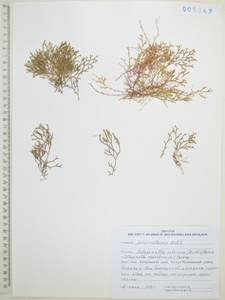 Плаунок наскальный (L.) Spring, Сибирь, Дальний Восток (S6) (Россия)