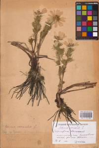 Горицвет весенний, Адонис весенний L., Восточная Европа, Восточный район (E10) (Россия)