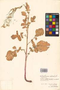 Редька посевная L., Восточная Европа, Нижневолжский район (E9) (Россия)