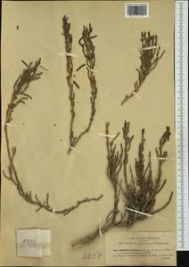 Salicornia fruticosa (L.) L., Западная Европа (EUR) (Италия)